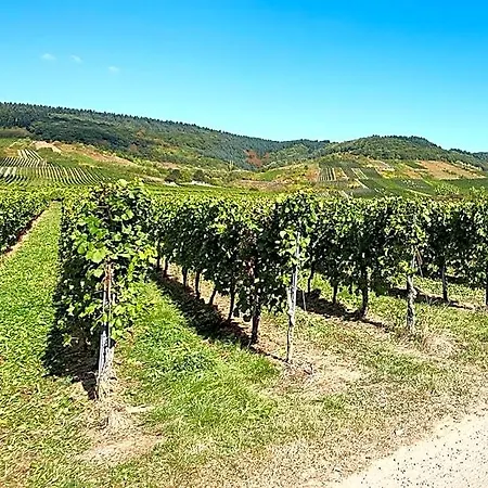 Gaestehaus Auler Hof 4* Kröv